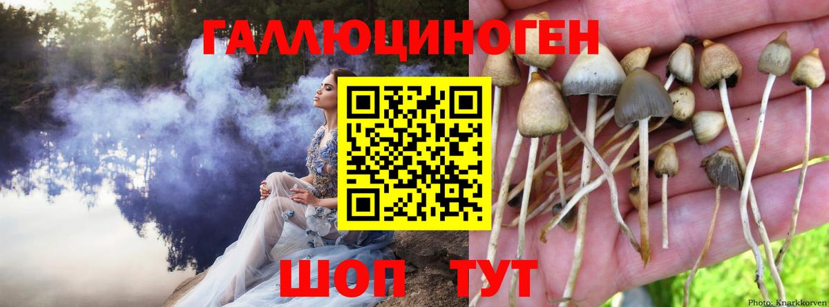 Псилоцибиновые грибы прущие грибы  Галлюциногенные грибы Psilocybe  Сатка  Вход с VPN 